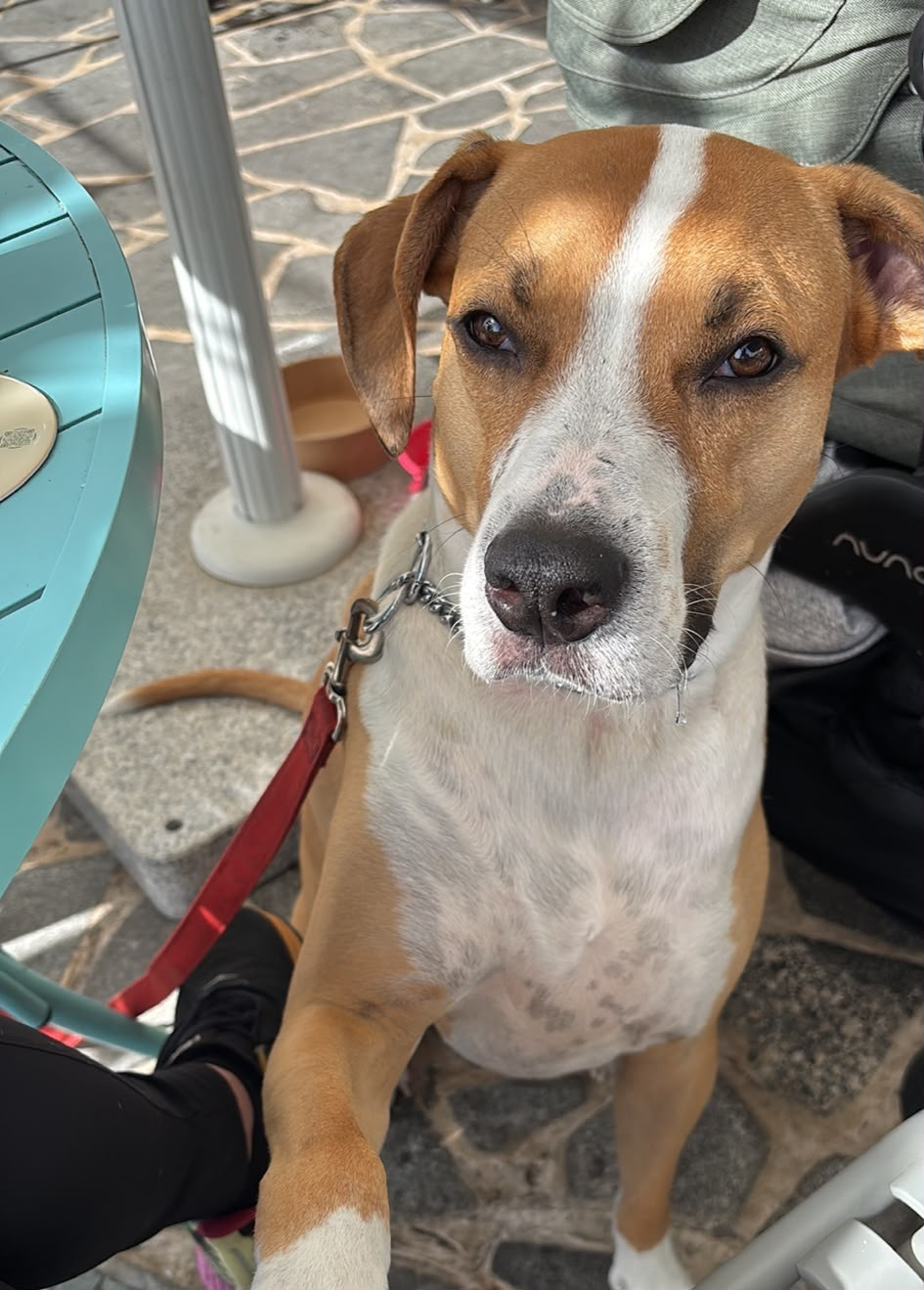 Sara's dog